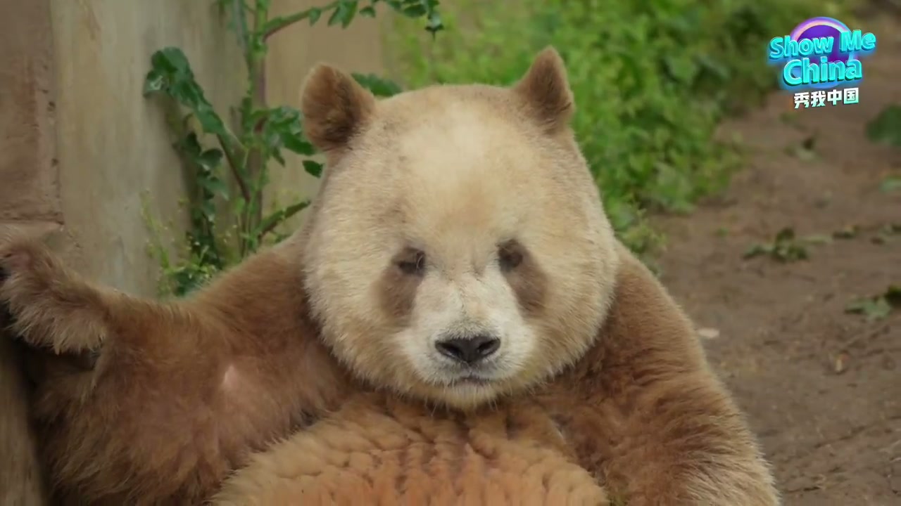 Qi Zai, the brown-and-white giant panda, in the Qinling Mountains